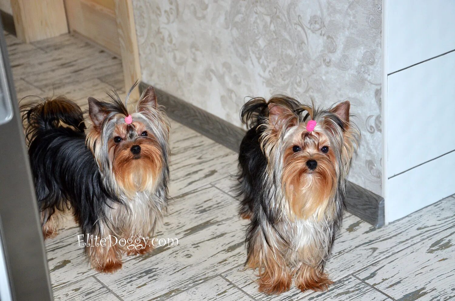 Чем отличается отличается йорк от мини. Стандарт мини стандарт у йорков. Йоркширский терьер стандарт и мини. Чем отличается отличается йорк от мини. Йоркширский терьер стандарт.