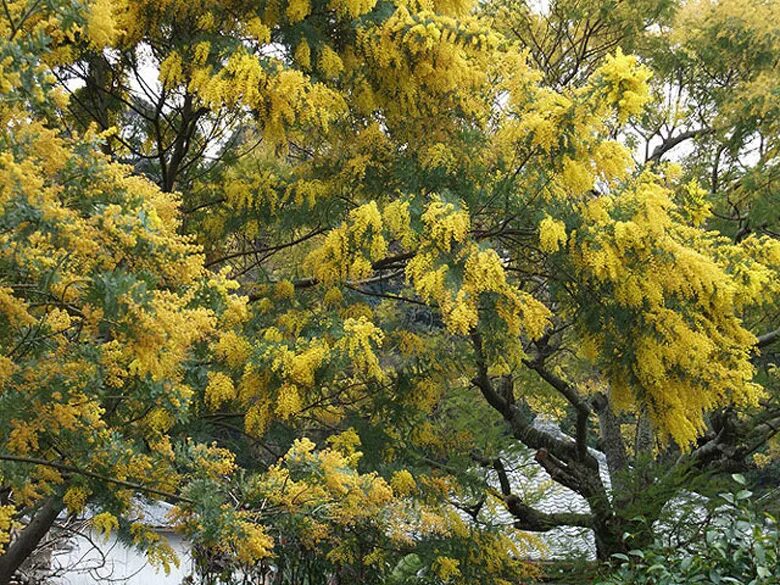 Где цветет мимоза в россии. Мимоза Acacia dealbata. Акация серебристая Мимоза. Мимоза Акация Абхазия. Серебристая Акация Абхазия.