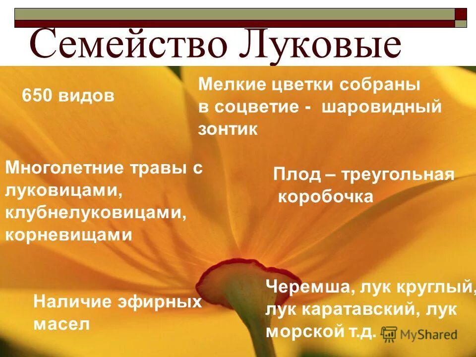 семейство луковые тип соцветия. лук соцветие. соцветие простой зонтик. строение соцветия лука репчатого. соцветие лука репчатого.