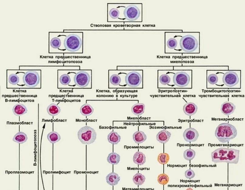 Гемопоэтическая стволовая клетка схема. Стволовая кроветворная клетка. Деление стволовой клетки схема. Стволовая кроветворная клетка схема. Стволовая клетка крови