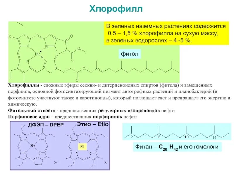 Содержат хлорофилл