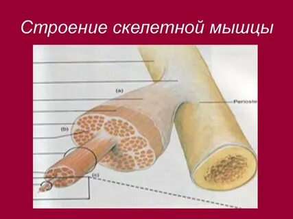 Строение скелетной мышцы форма мышц