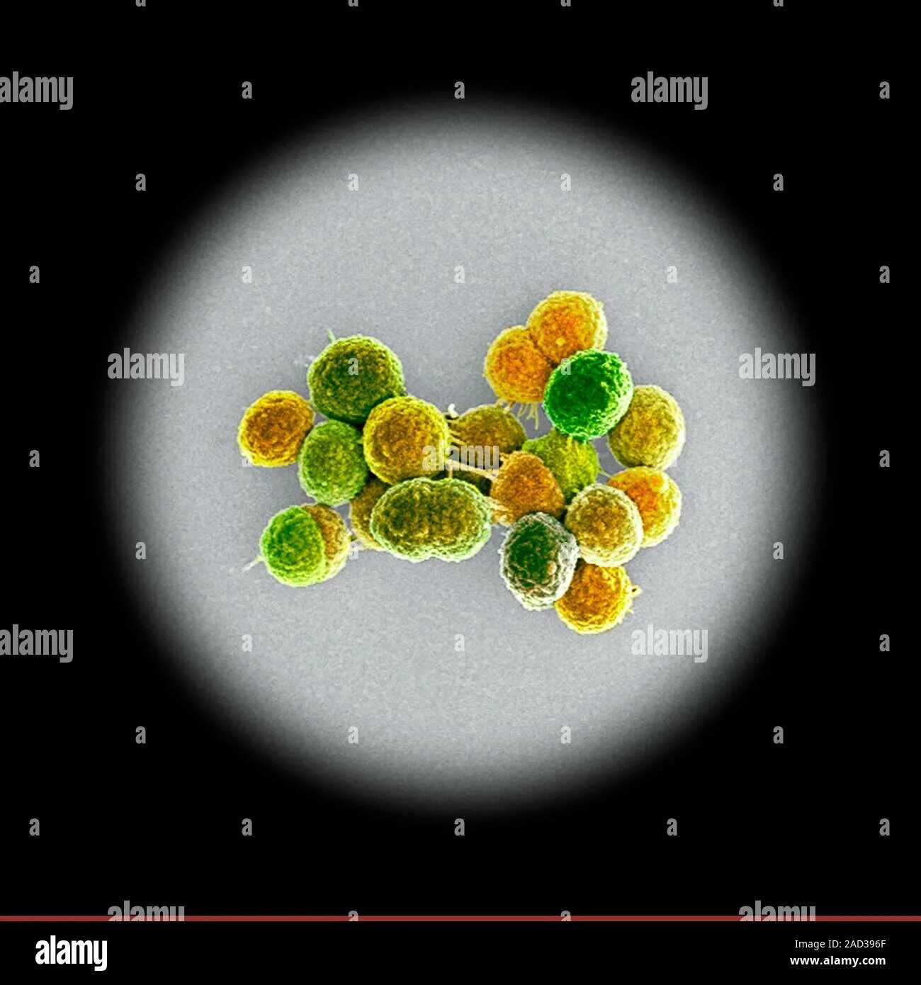 Enterococcus l3. Enterococcus faecium. enterococcus бактерии. энтерококки микробиология. фекалис бактерия.