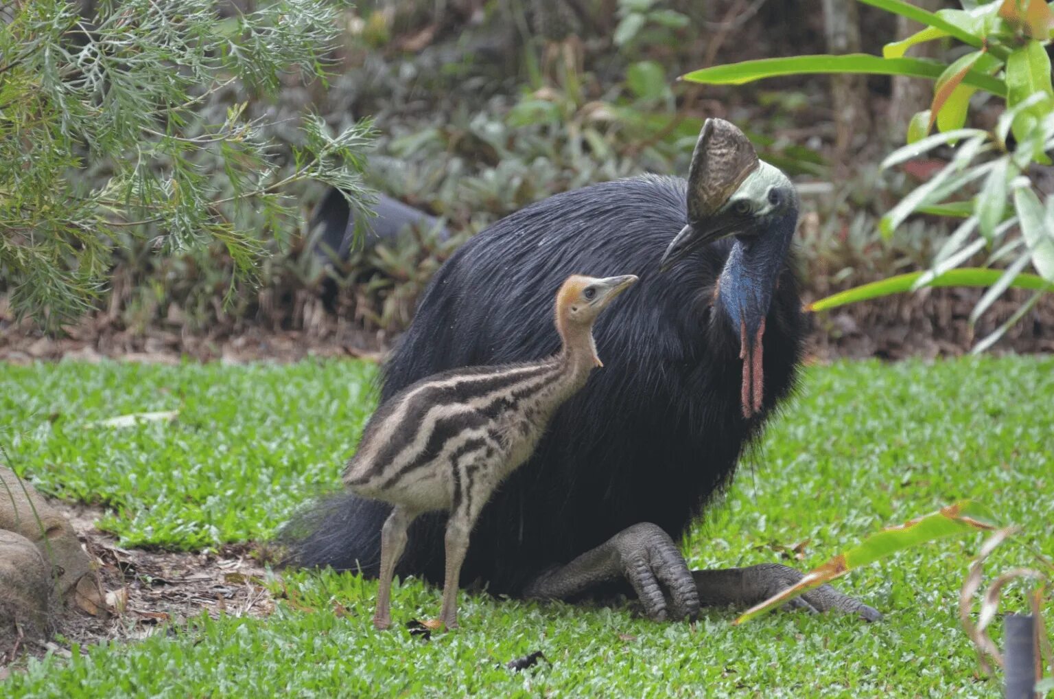 Бескилевые птицы. Птица киви факты. Австралийский эму. Нелетающие птицы киви. Шлемоносный казуар.