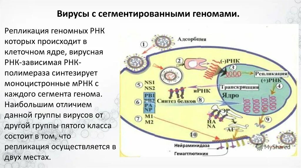 3 группы вирусов. Классификация Балтимора вирусы. Классификация вирусов по Балтимору. Систематика вирусов по Балтимору. 7 Класс вирусов по Балтимору.