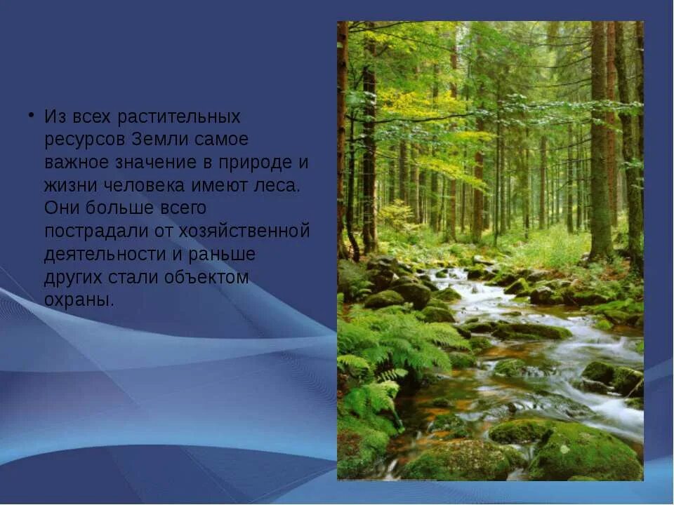 Сообщение природа земли. Доклад о природе. Природа для презентации. Лес в природе и жизни человека. Презентация на тему лес.