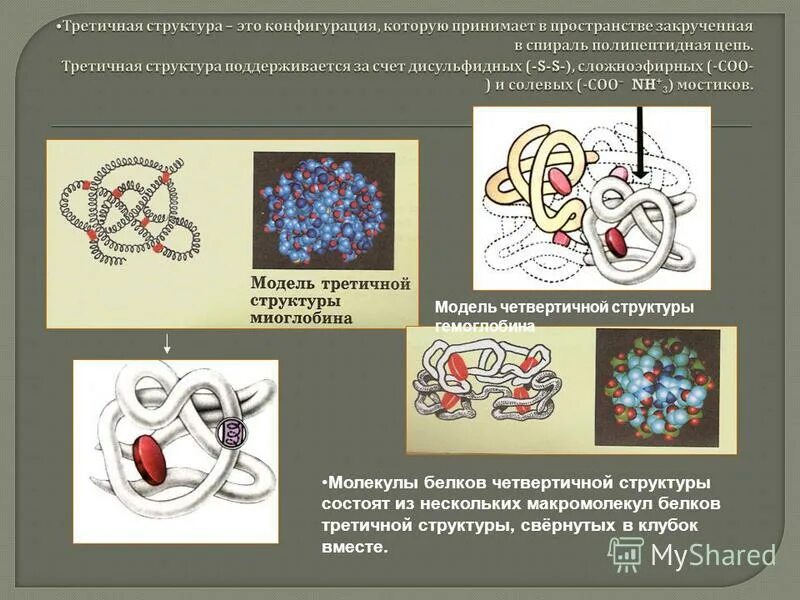 Четвертичная структура молекулы. Четвертичная структура молекулы