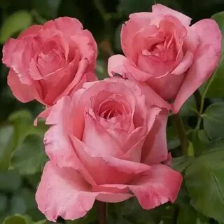 Arthur rose