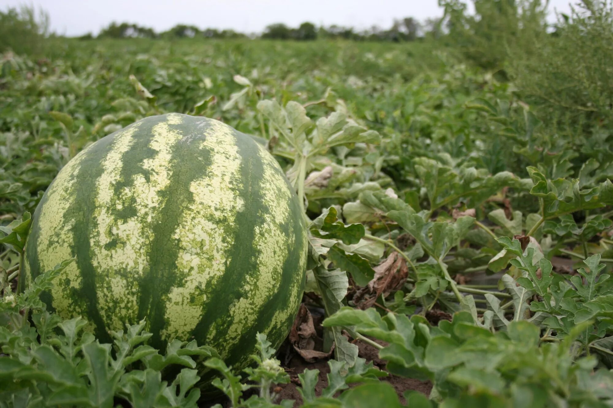 Бахча тамань. Бахча арбузная. Бахча тамань. Казак на бахче. Бахча тамань.