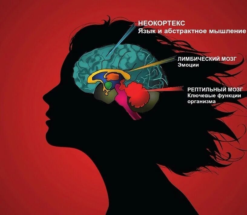 Рептильный мозг и лимбическая система. Рептильный мозг и неокортекс. Отделы мозга рептильный мозг неокортекс. Неокортекс лимбическая система и рептильный мозг. Неокортекс это простыми словами