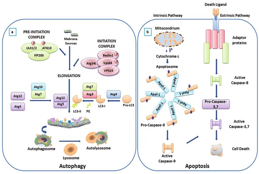 Аутофагия и апоптоз. Апоптоз некроз аутофагия. Автофагия автолиз апоптоз. Отличие апоптоза и аутофагии. Содержит ферменты осуществляющие апоптоз
