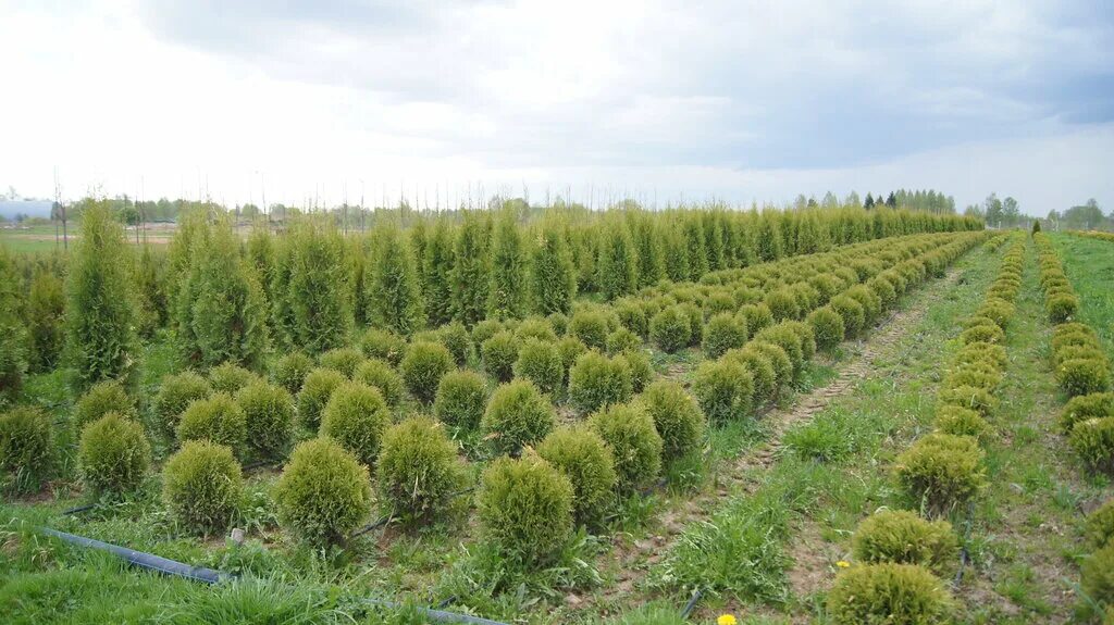 питомник фиттония химки. логотип питомника растений. питомник химки вашутинское. питомник химки вашутинское. питомник вашутино зубцовский.