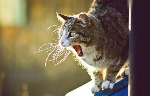 Звуки кричащего кота