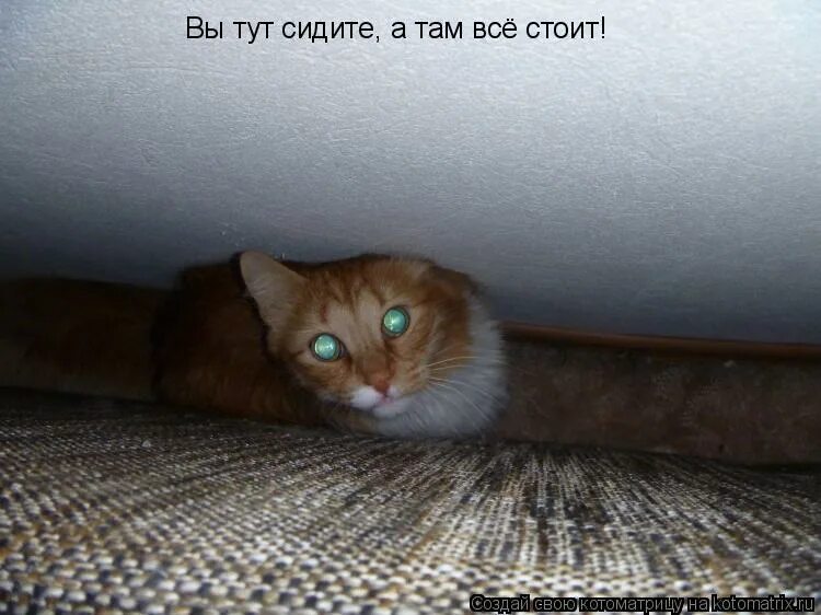 лучший юмор про кота. ничего нету. кот проспал. смешная киса.