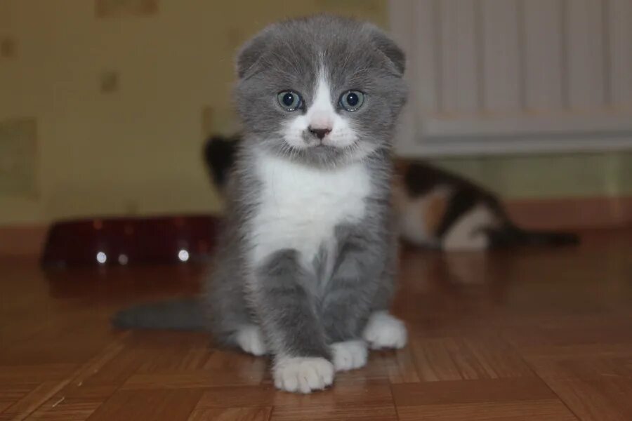 Шотландский котенок мальчик. Шотландские котята серо белые. Шотландский котенок белый с серым. Шотландский котенок серый с белой мордочкой. Вислоухий котик мальчик милашка.