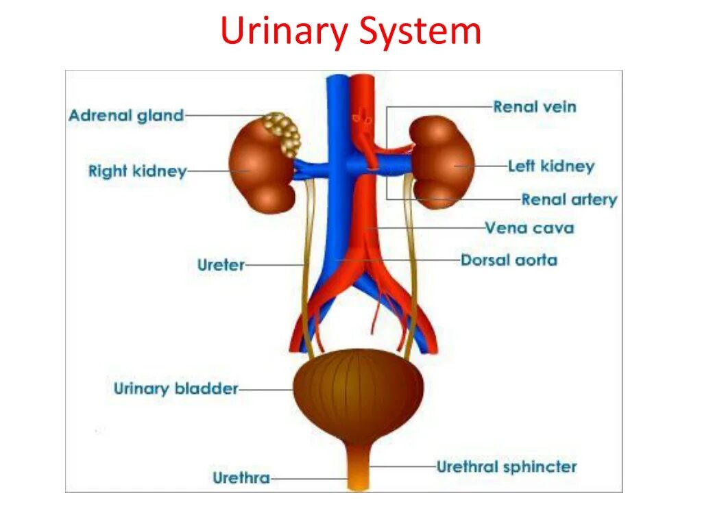 Urinary system. Excretory System. Human Excretory System. Urinary System diagram. Anatomy of Excretory System.