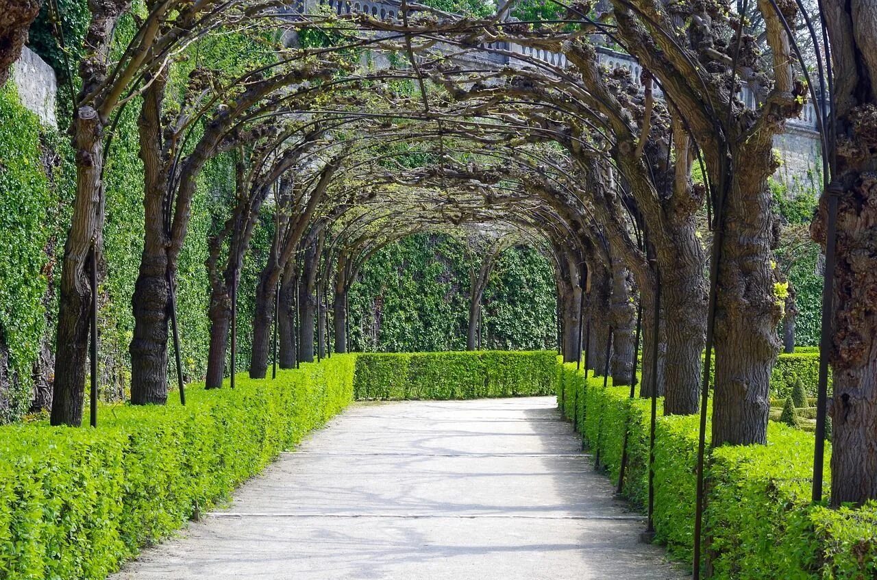 I see trees