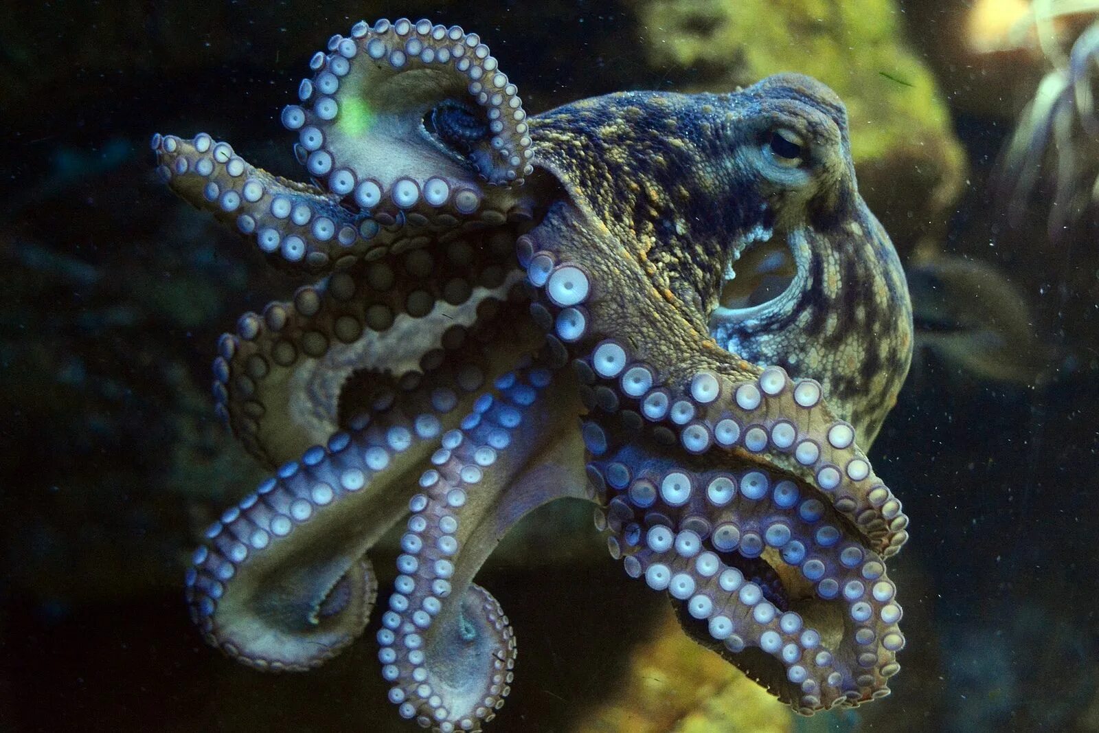 Что такое осьминог. Осьминог Octopus vulgaris. Синекольчатый осьминог. Октопус вульгарис. Голубой кольчатый осьминог.