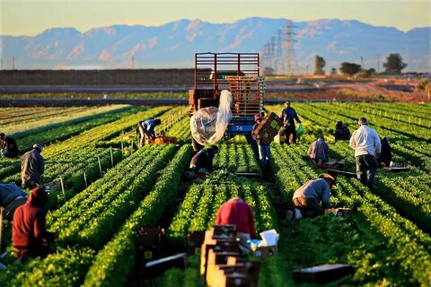 Farm job