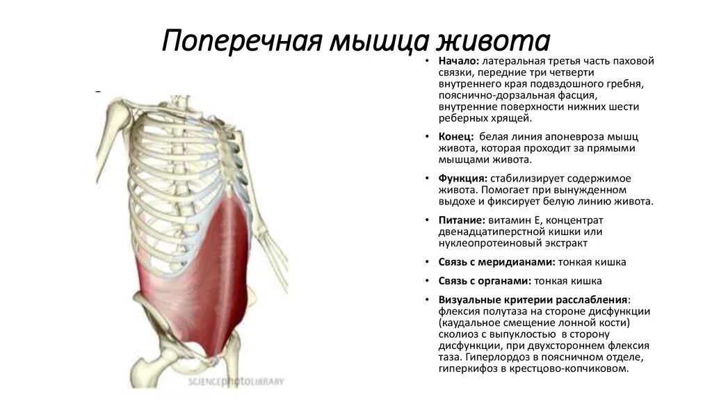 Поперечная мышца живота. Поперечная мышца живота вид сбоку. Поперечная мышца живота анатомия функции. Поперечная мышца живота сзади анатомия. Поперечная мышца живота анатомия крепление и функции.