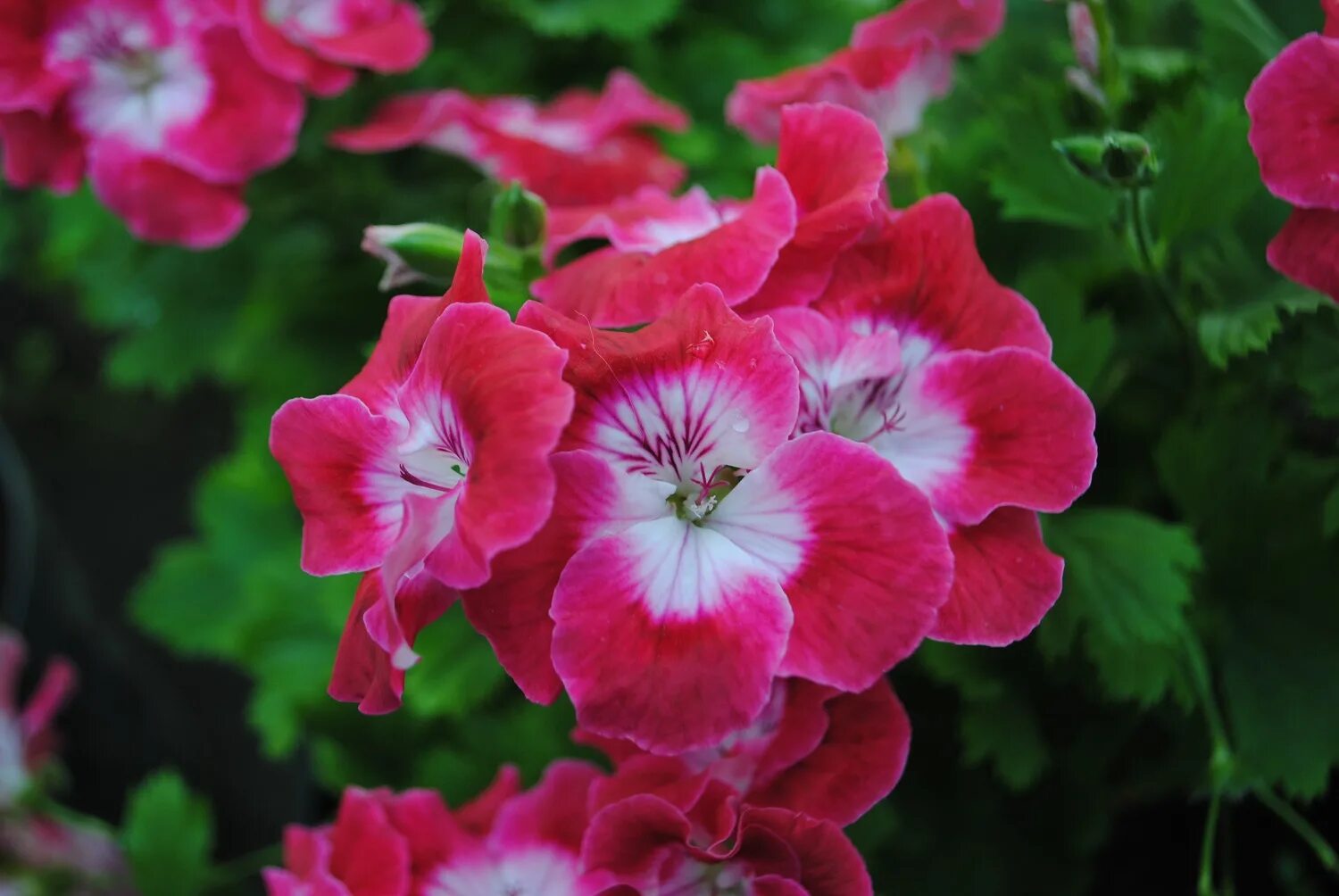 Герань бермуда черри. Королевская герань черри. Пеларгония брокаде черри найт. Королевская герань бермуда черри. Пеларгония черри.
