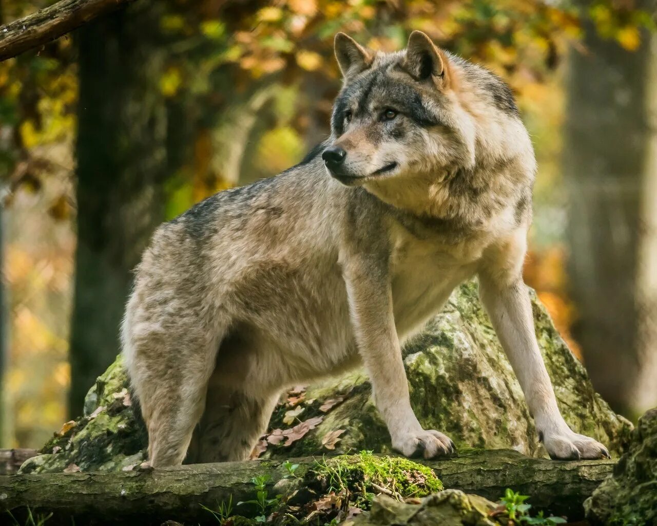 Волк летом. Морда волка. Среднерусский лесной волк. Волк canis lupus. Евразийский волк.