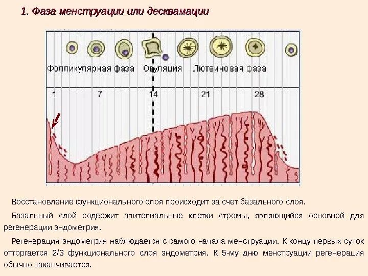 Месячные начинаются эндометрий. Фаза секреции менструационного цикла. Фаза регенерации маточного цикла. Маточный цикл фаза десквамации. Фаза десквамации менструационного цикла.