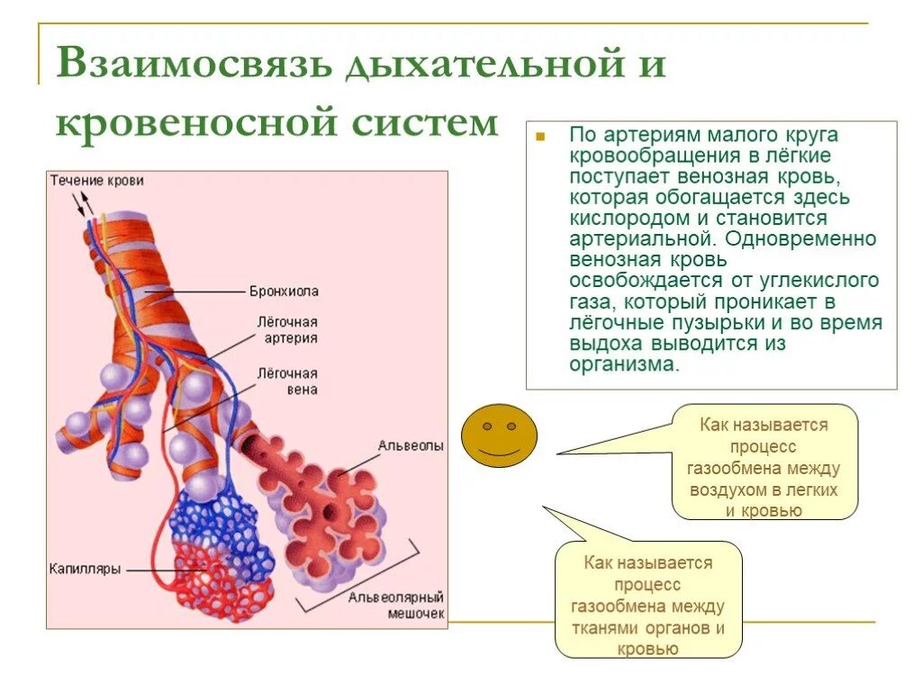 Кровь поступает в легкие через. Взаимосвязь дыхательной и кровеносной систем. Взаимосвязь дыхательной и кровеносной системы схема. Схема взаимодействия дыхательной и кровеносной системы. Взаимосвязь между дыхательной и кровеносной системой.