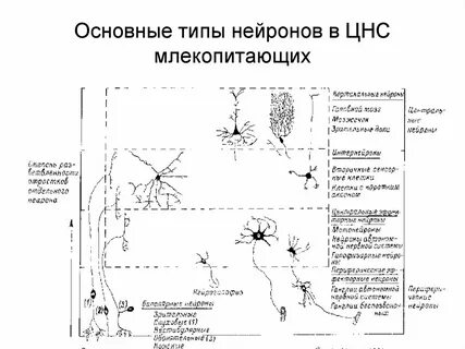 Какой тип нервной системы у млекопитающих
