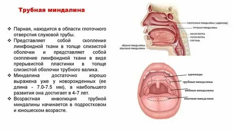 Где находятся хоны