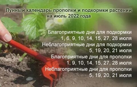 Благоприятные дни подкормки цветов
