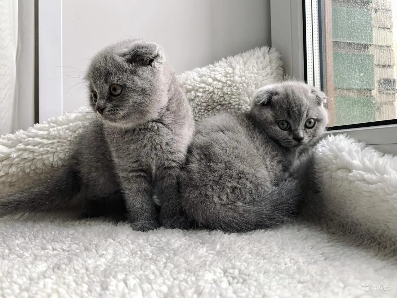 Сиамские вислоухие котята. Сиамские вислоухие котята. Сиамский скоттиш фолд. Сиамские вислоухие котята. Сиамский скоттиш фолд.
