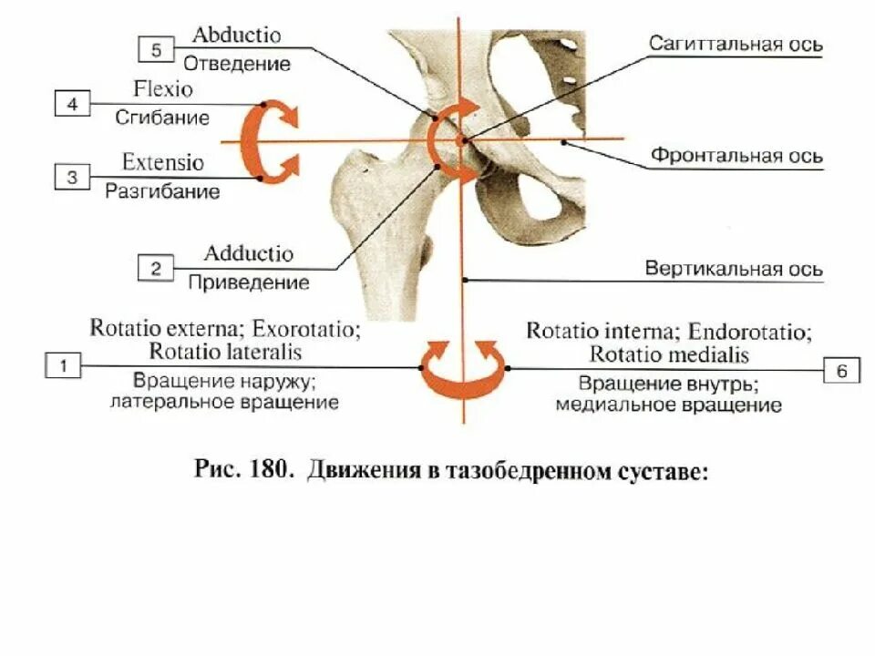 Вращение тазобедренного сустава. Оси вращения тазобедренного сустава. сгибание разгибание отведение приведение. тазобедренный сустав оси движения. отведение и приведение в тазобедренном суставе.