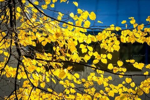 Песня желтый лист кружится медленно летит