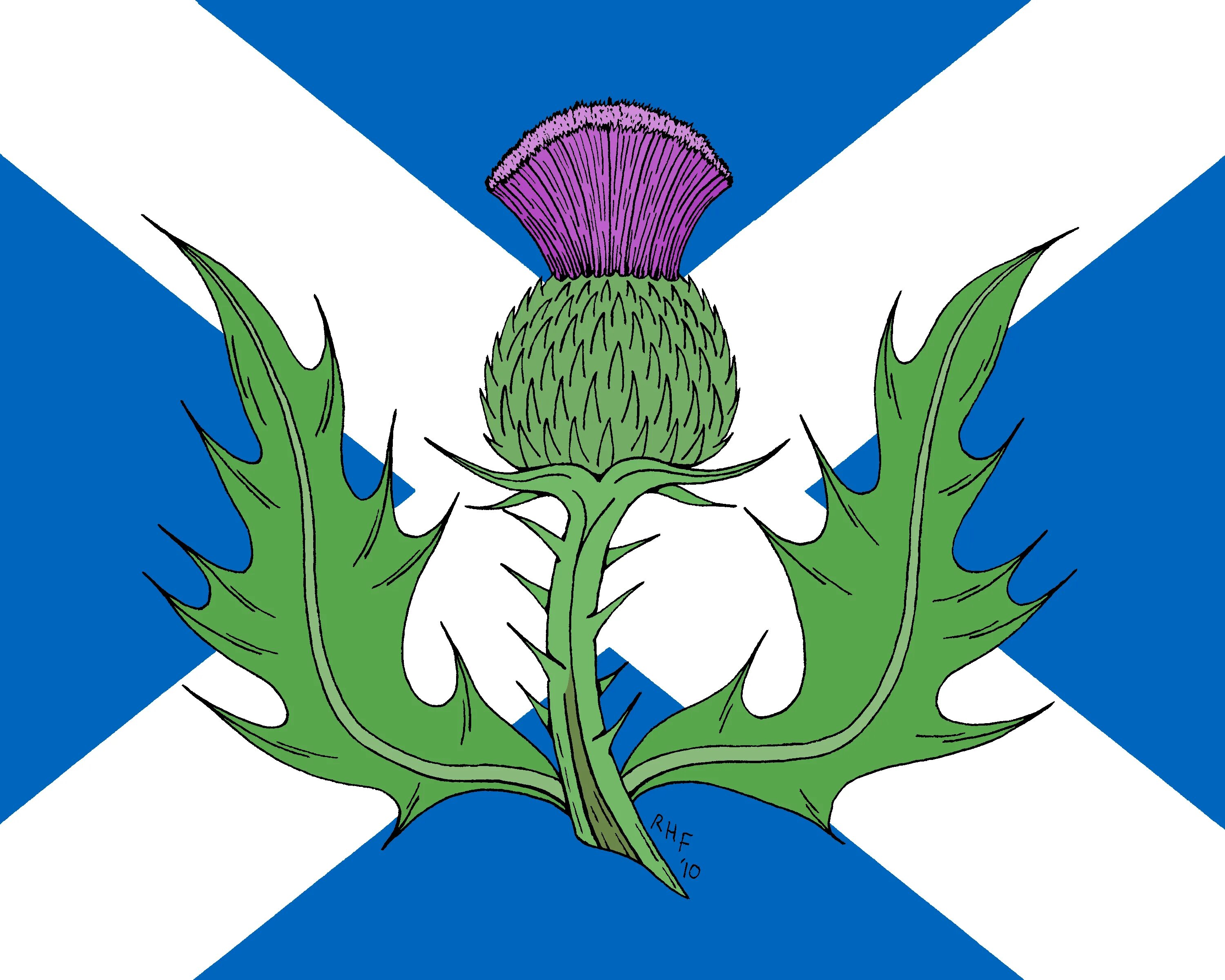 Какое растение изображают на гербах. Цветок чертополоха символ Шотландии. Национальный символ Шотландии чертополох. Thistle символ Шотландии. Национальный цветок Шотландии чертополох.