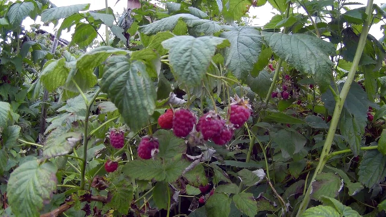 Малина кузьмина описание сорта фото. Сорт малины Кузьмина. Малина сорт память Кузьмина. Малина новость Кузьмина. Сорт малины новость Кузьмина.