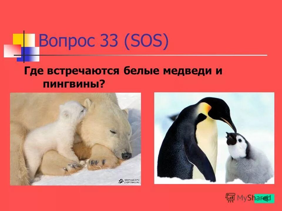 Белый медведь и пингвин. Белый медведь и пингвин могут встретиться. Пингвины ибндые мндаеди. Могут ли встретиться белый медведь и пингвин. Белый медведь и пингвин.