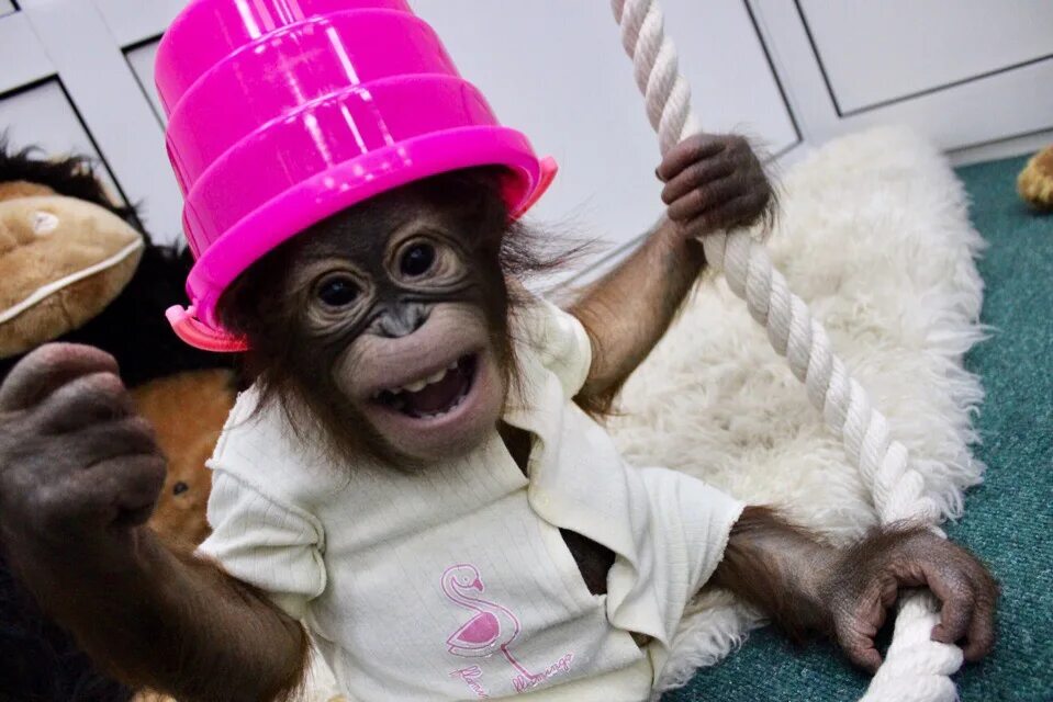 Monkey doesn t