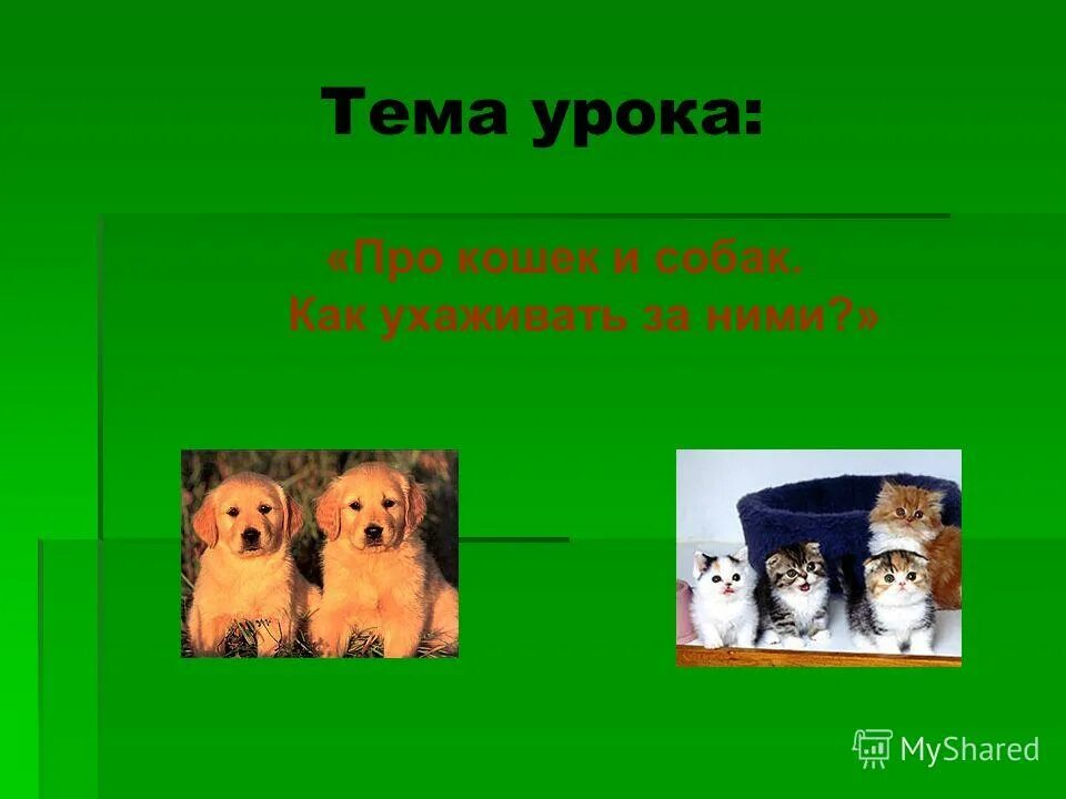 Собак 2 класс. Кошки и собаки для презентации. про кошек и собак тема урока. про кошек и собак 2 класс. доклад про кошек и собак.