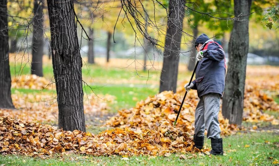 Почему убирают листья осенью. Уборка листвы. убирать листья. уборка листьев осенью в городе. уборка опавших листьев.