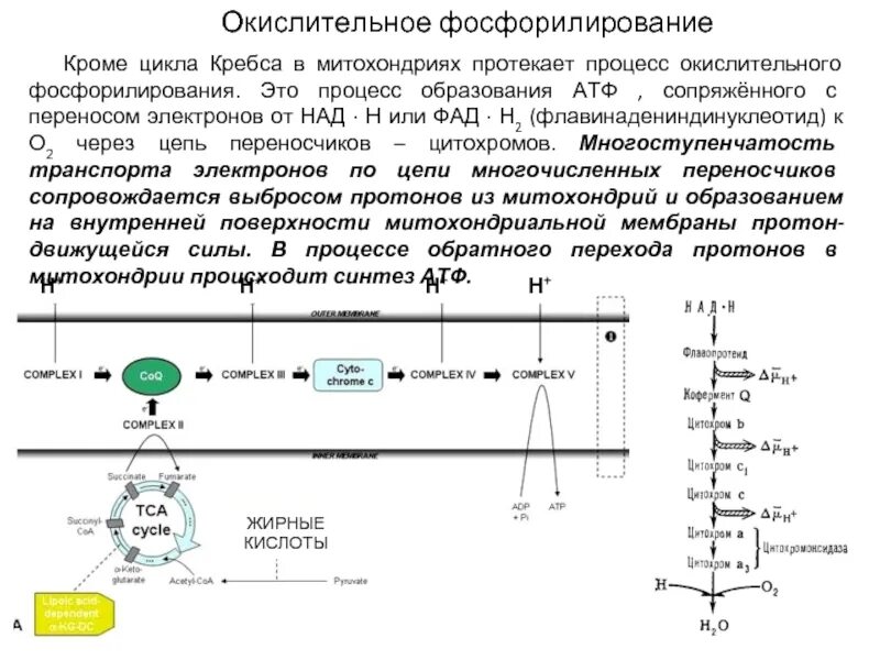 Окислительное фосфорилирование это процесс. Схема окислительного фосфорилирования биохимия. Окислительное фосфорилирование Суммарная реакция. Окислительное фосфорилирование ФАД.