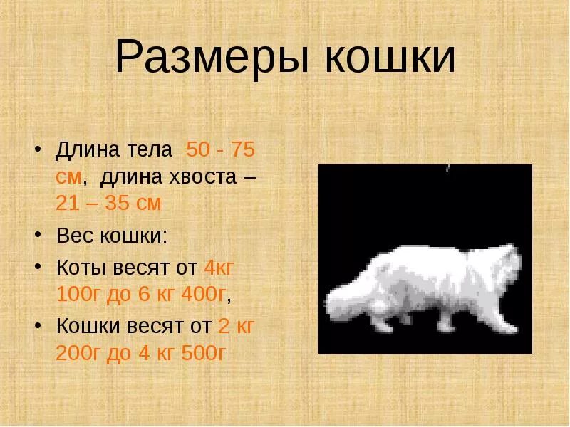 Вес кошки в 7 месяцев норма. Оценка кондиции тела кошек и собак. Масса тела кошки. Длина тела кошки. Масса тела кошки.