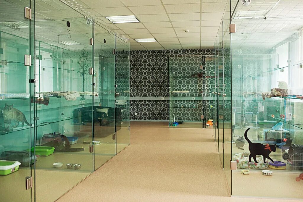 гостиница для животных. гостиница для животных адрес. элитная гостиница для кошек. гостиница для животных с улицы. зоогостиницы для животных.