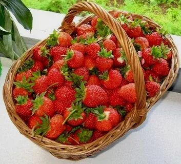 Авито ягоды фрукты
