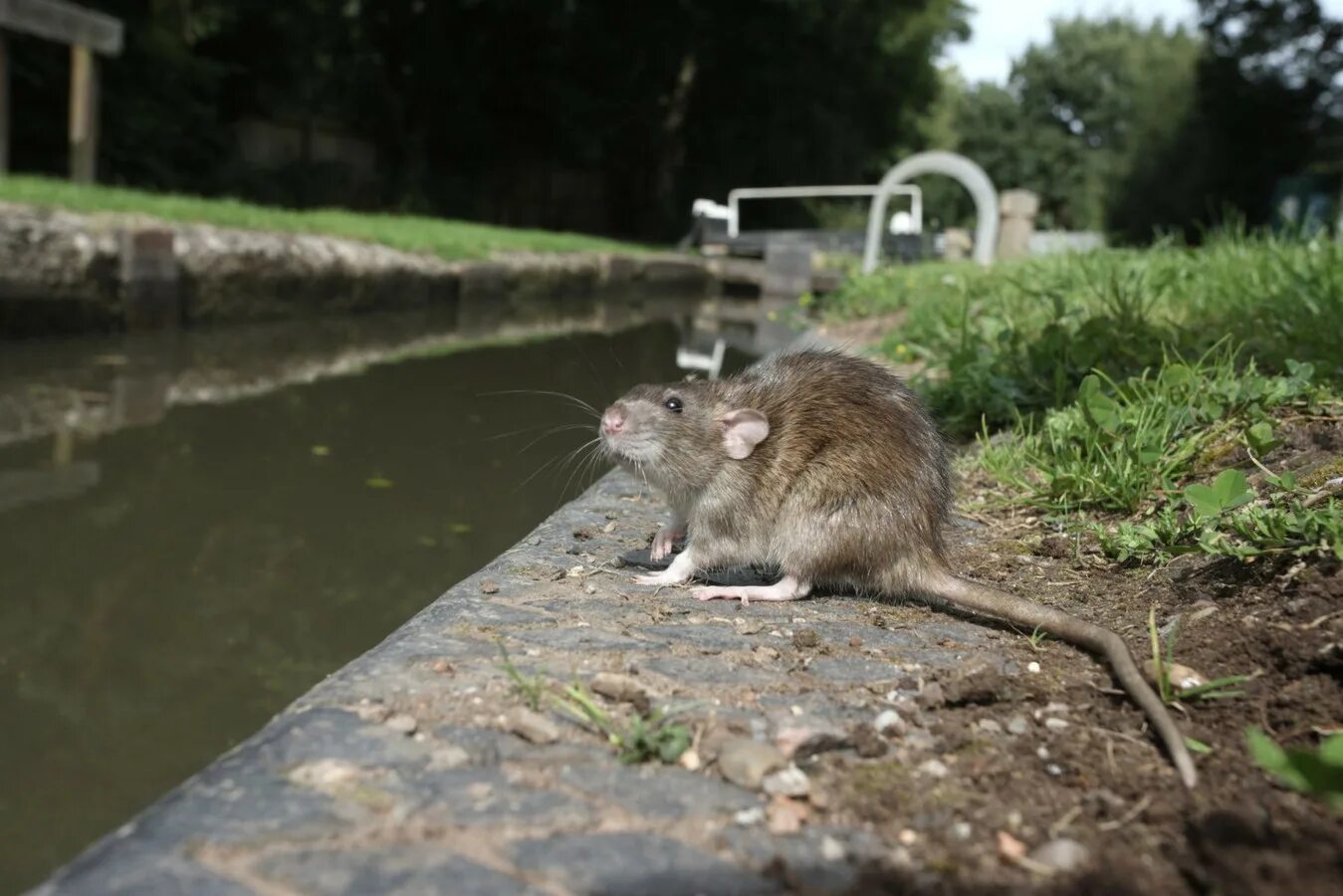 Туляремия мыши. Серая крыса Rattus norvegicus. Кормушка для крыс. Серебристобрюхая крыса (Rattus argentiventer). Серая крыса на лавке.