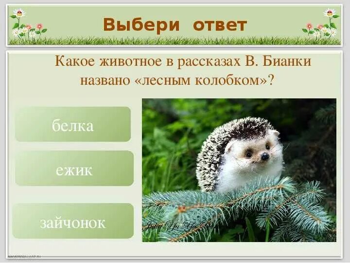 2 вопроса в мире животных. Викторина о животных. вопросы про животных. викторина животные. викторина про животных для детей.