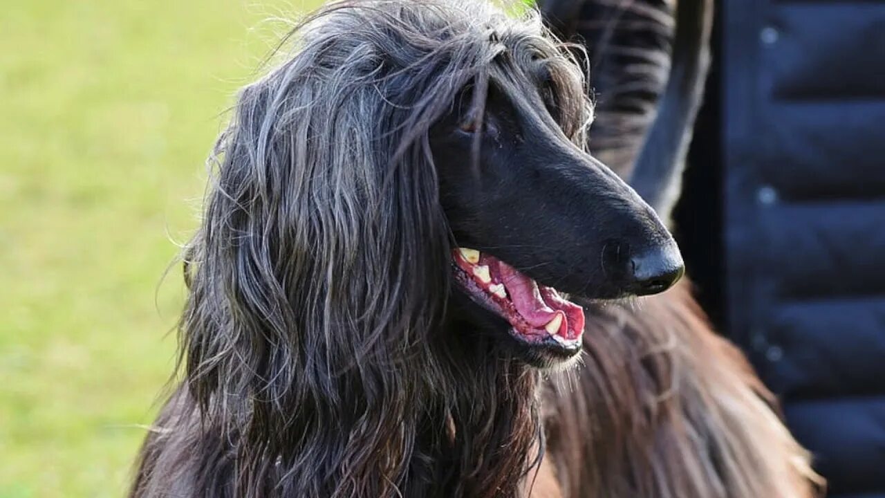 Hairy doggy. Афганская борзая черная. Афганская овчарка. Порода Афганская борзая. Собаки породы Афганская борзая.