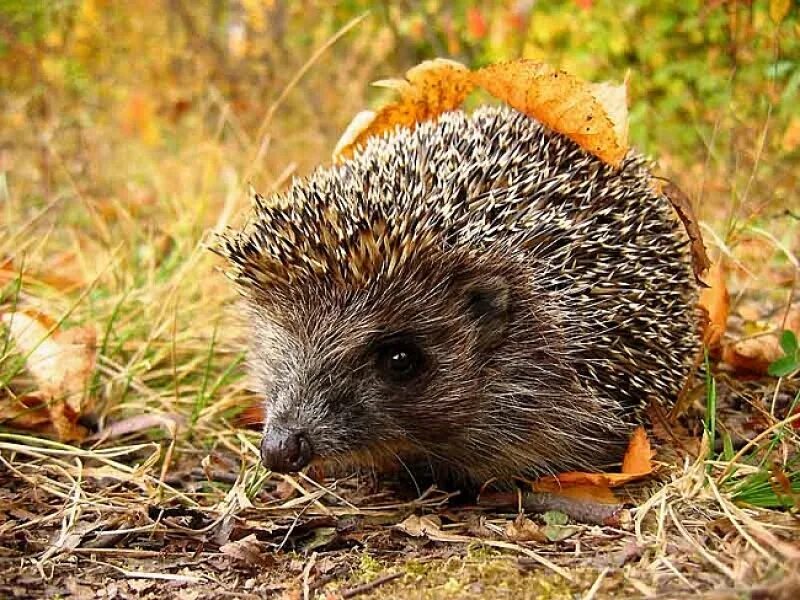 Ежик умывается. Ежик фото. Ежи в доме. Ежк домашний. В ежики надо.