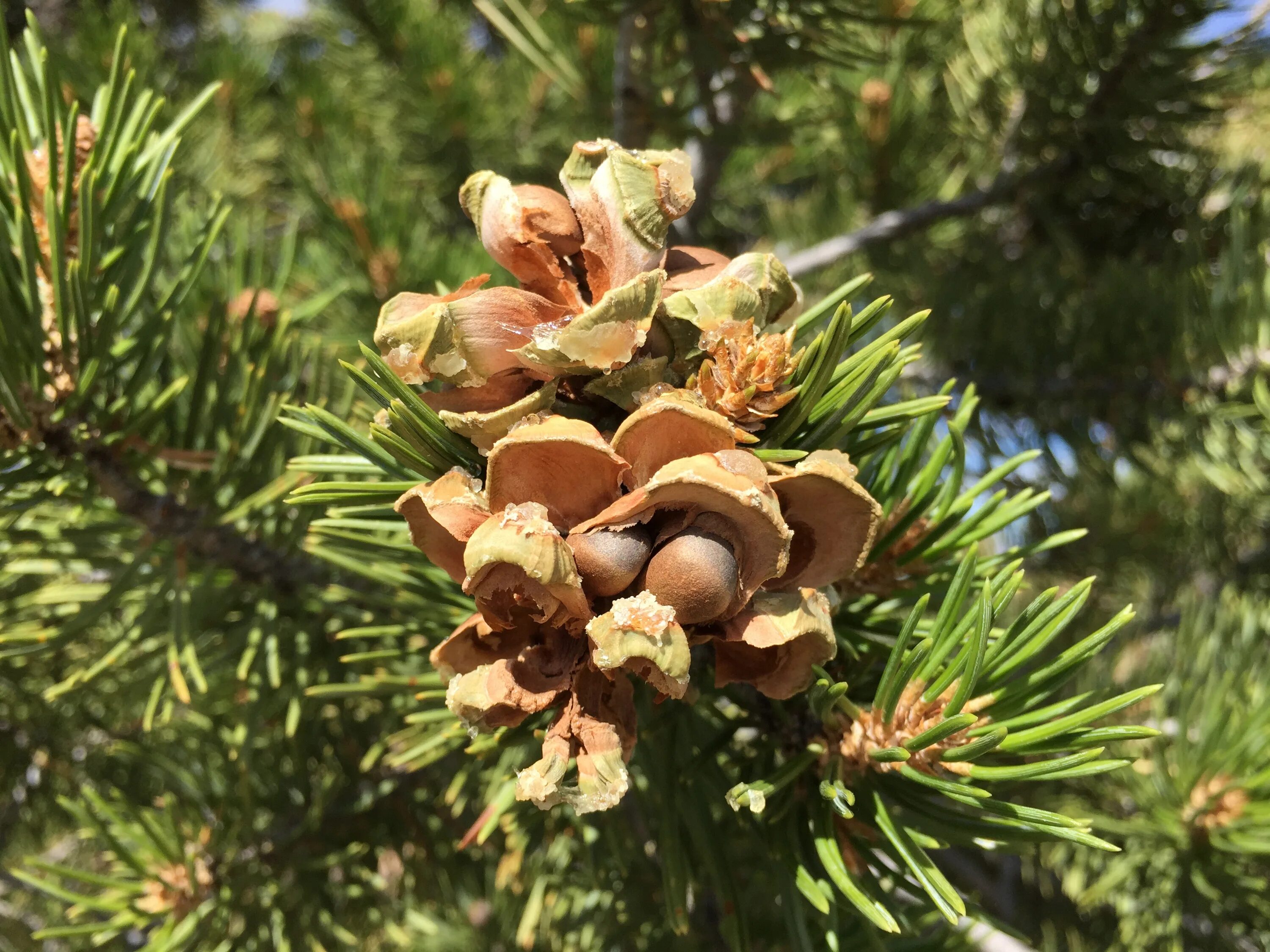 Сосна съедобная Pinus edulis. Сосна румелийская шишки. Сосна румелийская семена. Сосна съедобная колорадская. Семенные хвойные