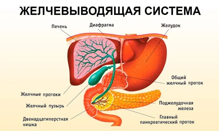 Система для печени. Схема строения желчных протоков. Строение желчного пузыря и протоков. Анатомия печень желчный пузырь желудок. Печеночные желчные протоки анатомия.